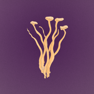 reishi