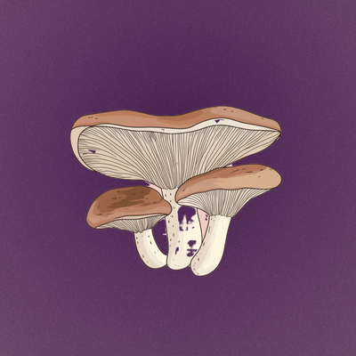 cordyceps
