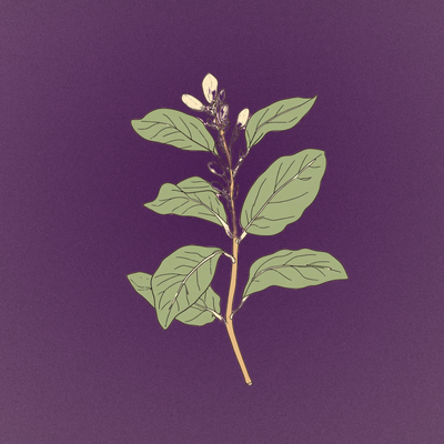 ashwagandha (ksm-66®)