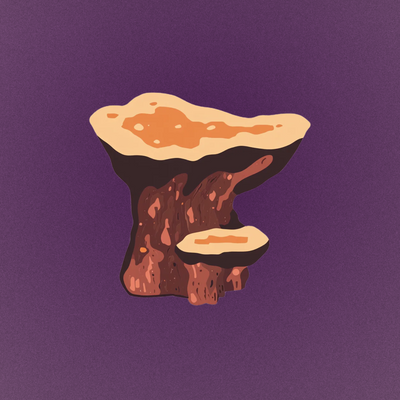 chaga