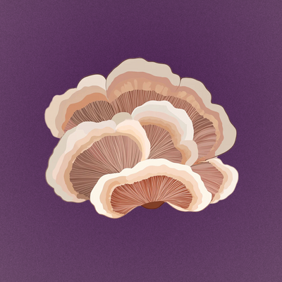 turkey tail